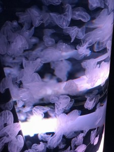 IMG_E7515