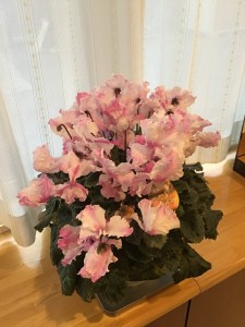 IMG_0008