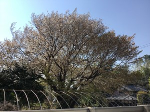 IMG_2934
