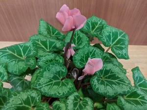 IMG_20200506_005726