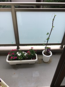 IMG_0208