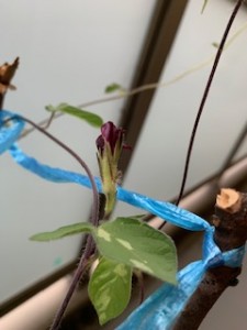 image0