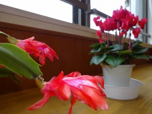 DSC05897 - コピー