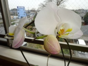 DSC05905 - コピー