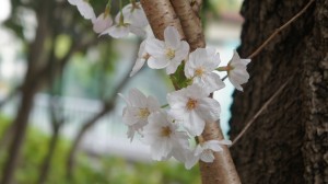 SONY DSC