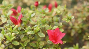 SONY DSC