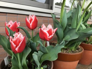 IMG_0674